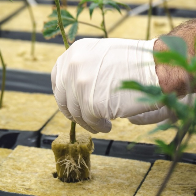 پشم سنگ هیدروپونیک در لرستان و خرم آباد