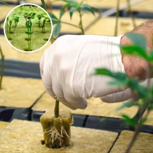 پشم سنگ هیدروپونیک در آذربایجان غربی و ارومیه