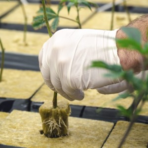 پشم سنگ هیدروپونیک در البرز و کرج