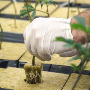 پشم سنگ هیدروپونیک