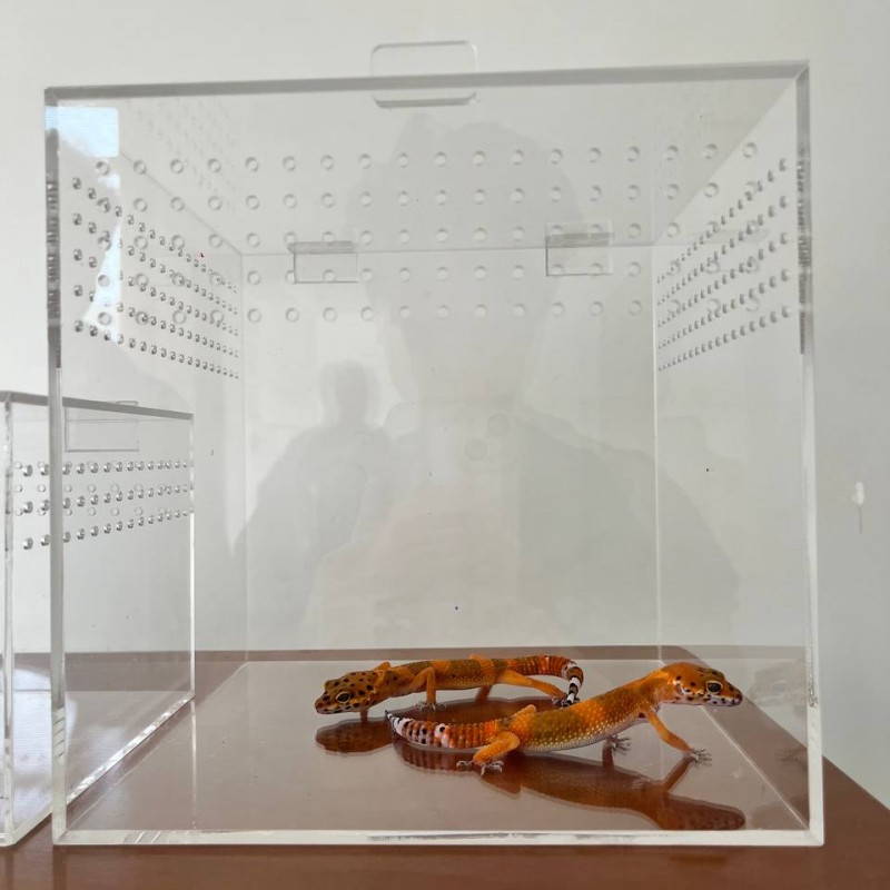 باکس پلکسی شفاف 20*20