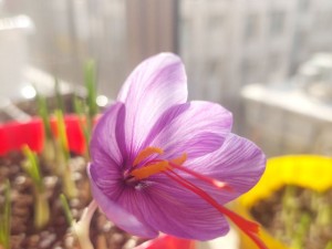 آشنایی با زعفران و تاریخچه آن
