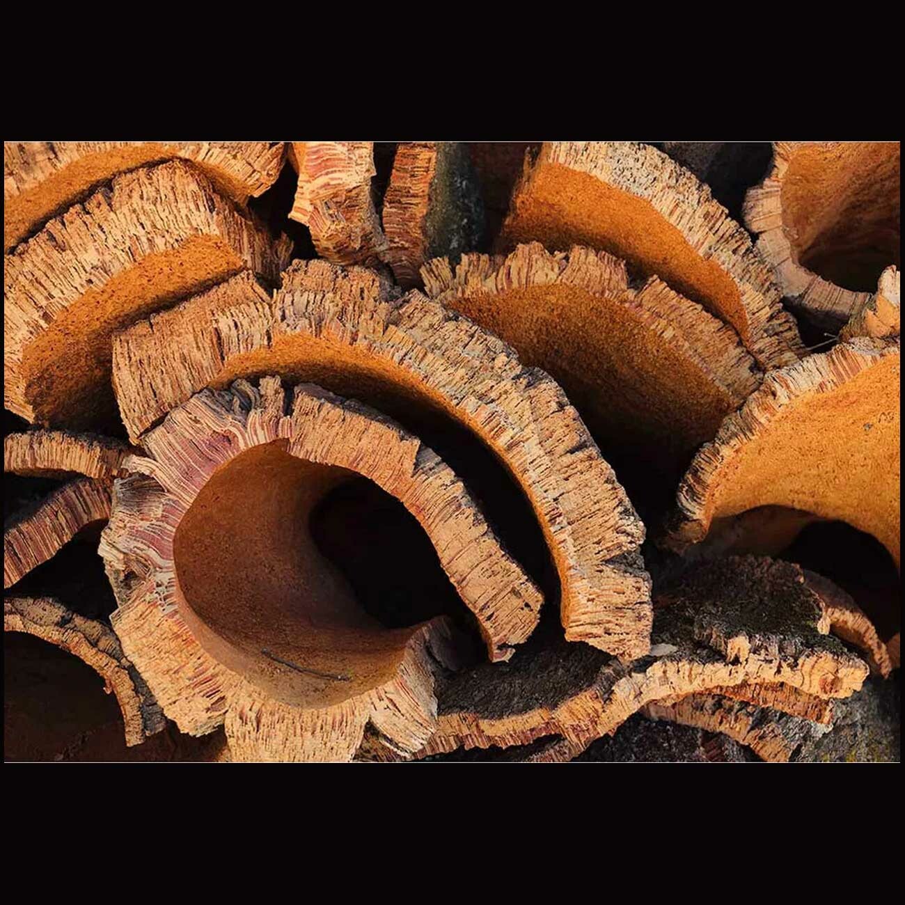 زیرموس طبیعت‌گرا Oak Son