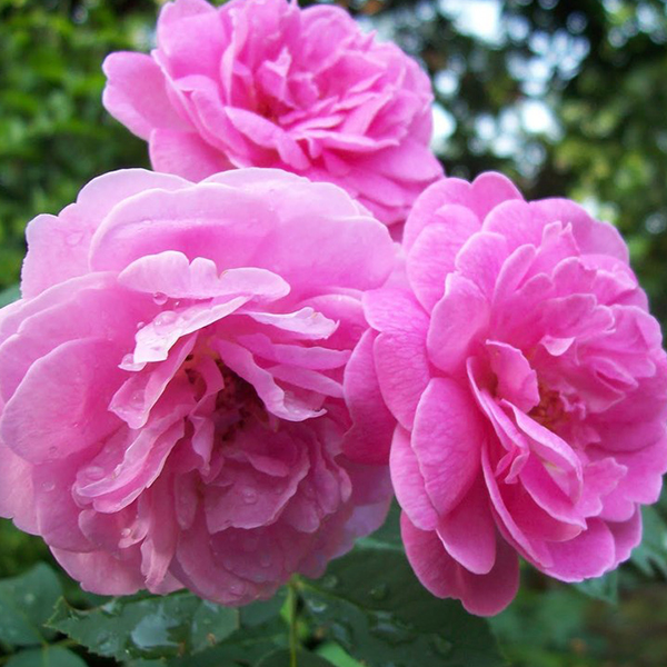 عطر گرمی گل محمدی