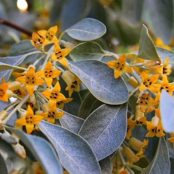 عطر گرمی گل سنجد