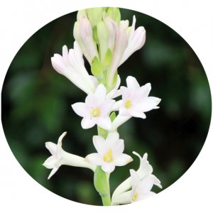 عطر گرمی گل مریم