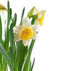 عطر گرمی گل نرگس (نارسیس)