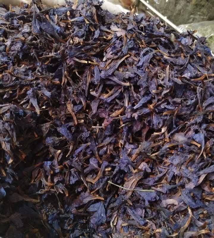 گل گاوزبان اشکورات صد گرمی