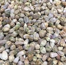 بذر کنگر فرنگی (آرتیشو)