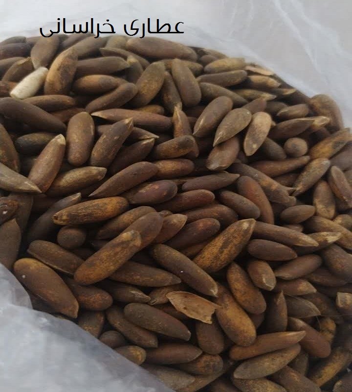 چلغوزه اصلی خوراکی