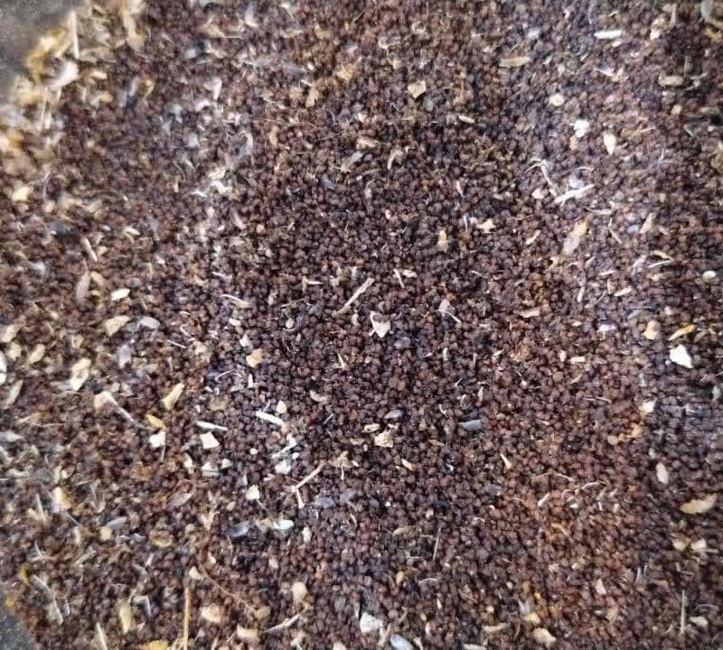 بذر کوکنار سرخ وحشی 100 گرمی