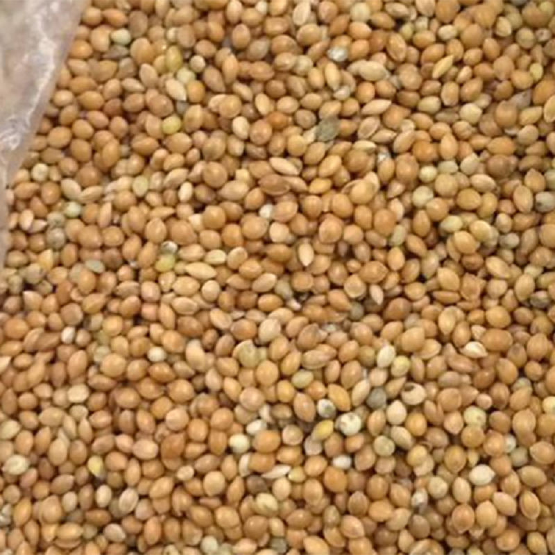 بذر ارزن درشت