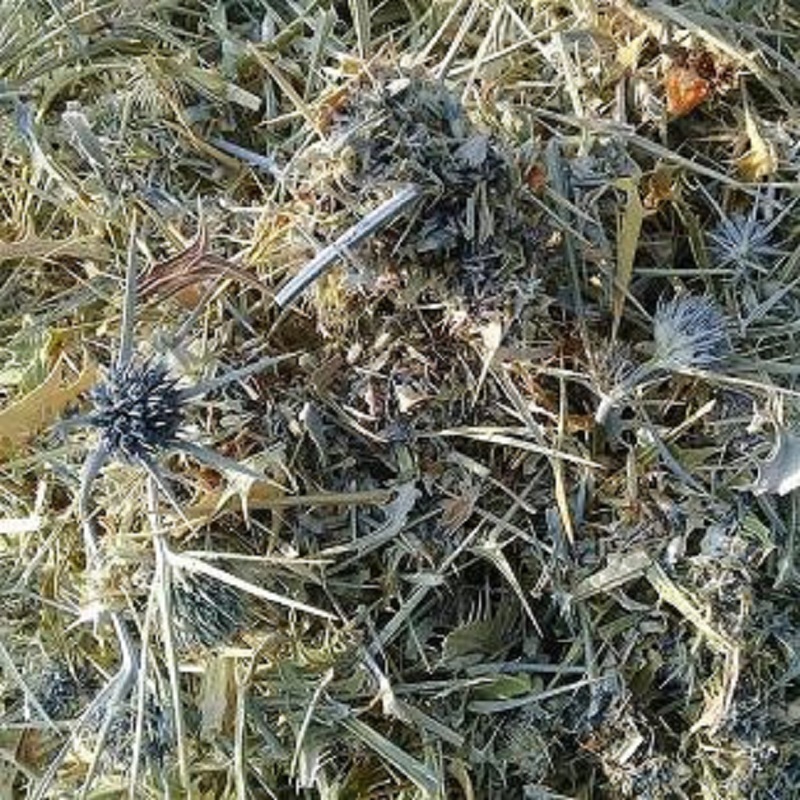 گیاه بوقناق خشک  بیابانی