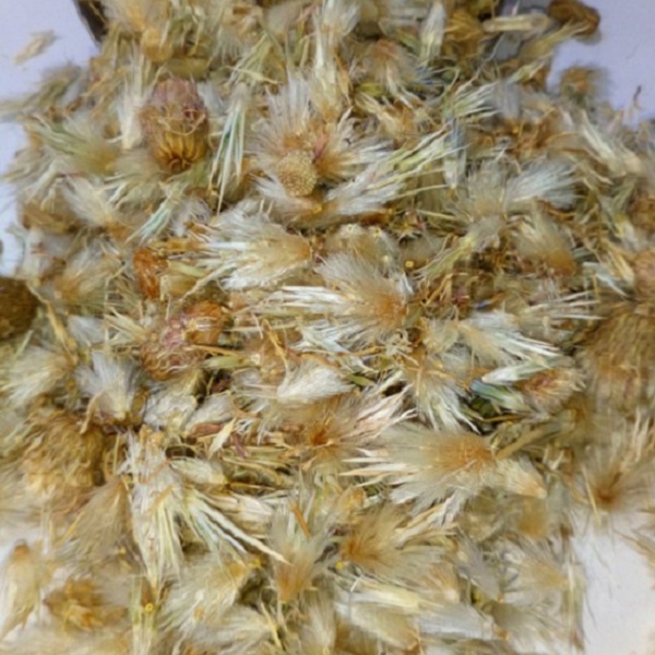 گل قاصدک بیابانی