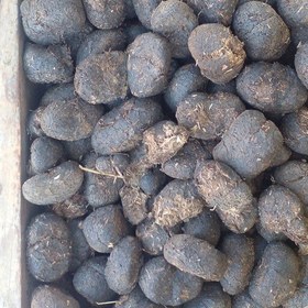 عنبرنسا اصل فله ای