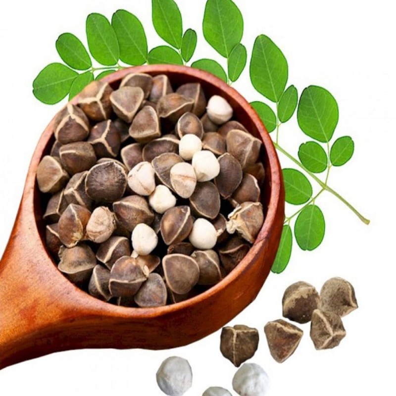مورینگا بذر کاشتنی و خوراکی