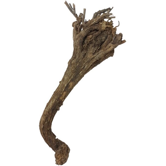 خرید ریشه کاسنی خشک