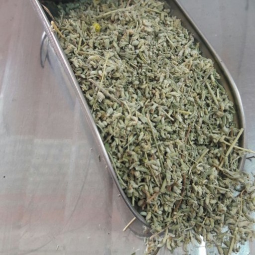 گیاه کلپوره مشهدی یا مریم نخودی