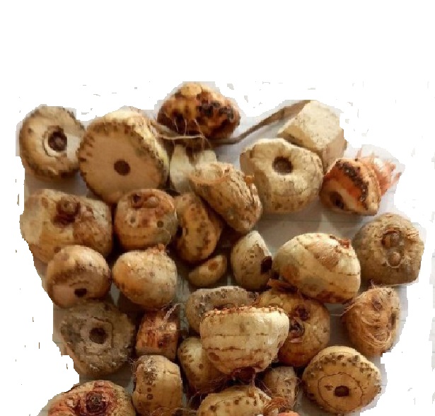 گیاه زراوند اصل