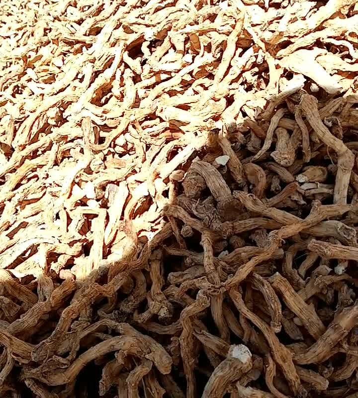 شقاقل خشک کوهستانی 100 گرمی