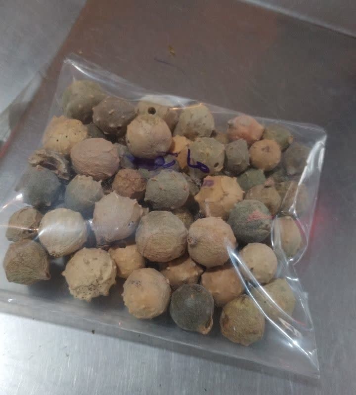 مازو جنگلی درشت 110 گرمی