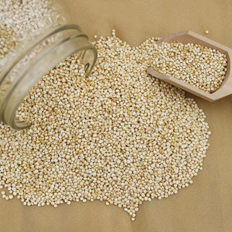 کینوا سفید آرژانتینی