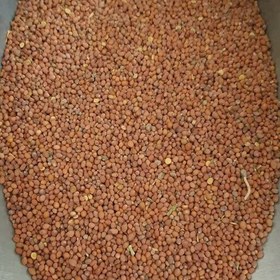 تخم ترب 100 گرمی