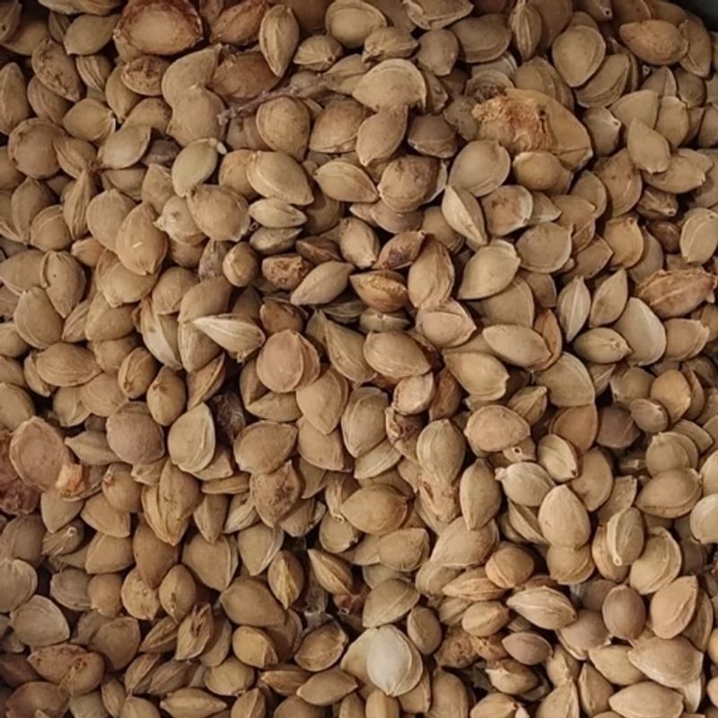 هسته زردآلو با پوست 200 گرمی شیرین 