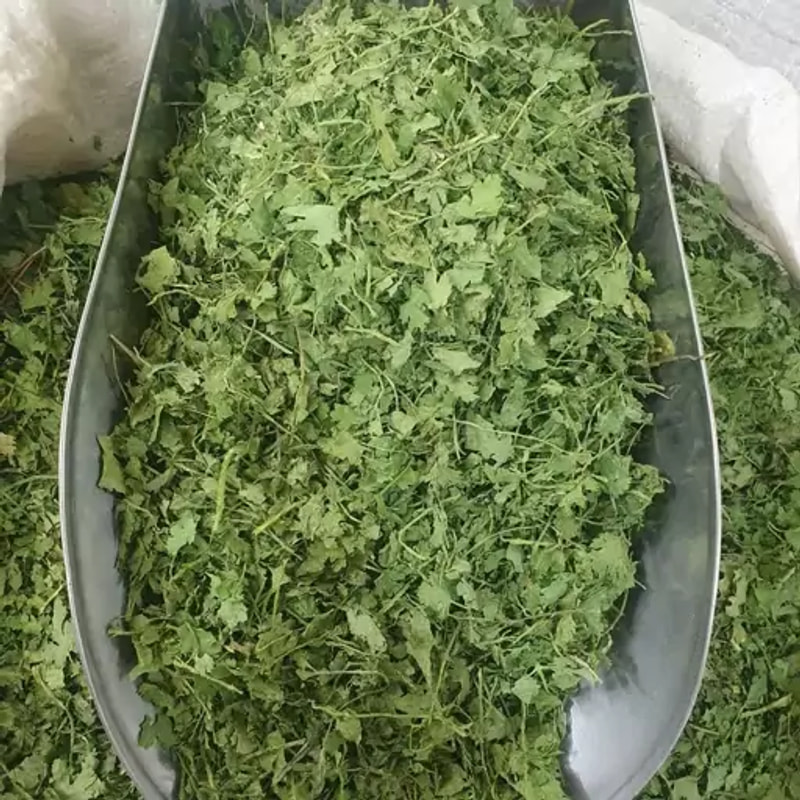 برگ گشنیز خشک 100 گرمی 