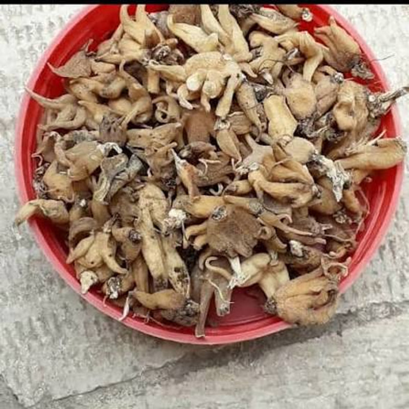 ثعلب پنجه ای 20 گرمی 