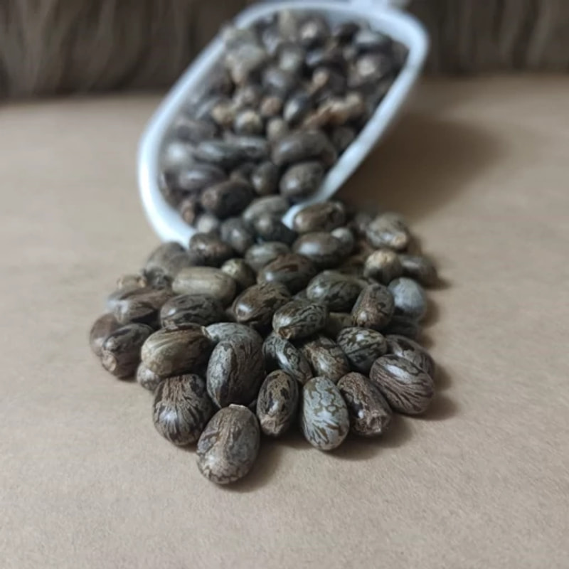 بذر کرچک 100 گرمی 