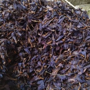 گل گاوزبان اشکورات صد گرمی