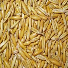 جو دوسر نسابیده