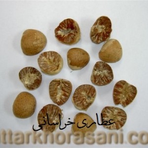 فوفل نسابیده هندی