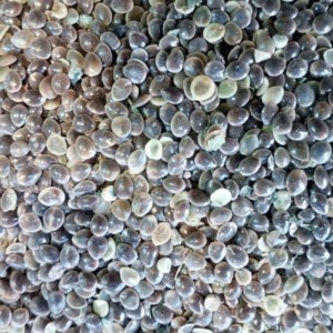 بذر انجره (بذر گزنه کوهی)