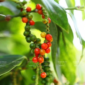 فلفل زرد 20 گرمی ویتنامی کمیاب