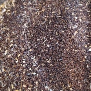 بذر کوکنار سرخ وحشی 100 گرمی