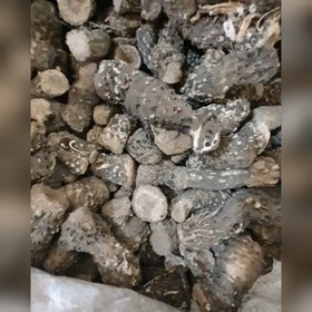 کندش هندی اصل ضمانتی