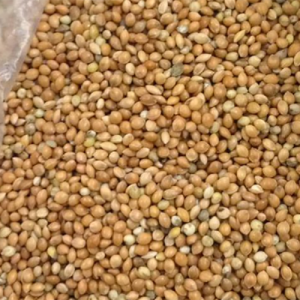 بذر ارزن درشت