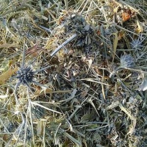 گیاه بوقناق خشک  بیابانی