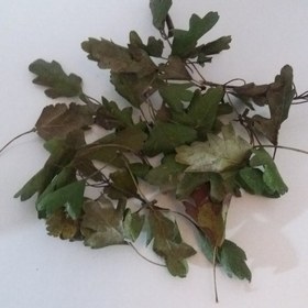 برگ خشک کیالک