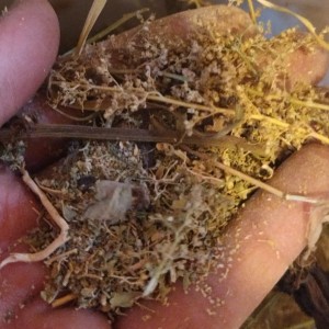 درمنه ترکی خشک معطر