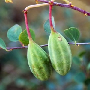 هندوانه کبر خشک شده با ساقه