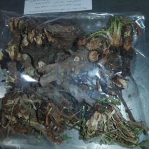 ریشه قاصدک اصل 50 گرمی