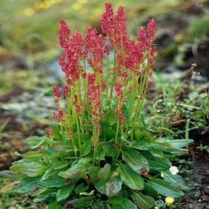 بذر ترشک صد گرمی