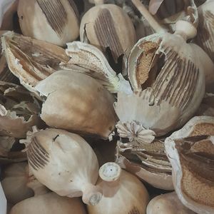پوست گرز کوکنار وحشی 150 گرمی 
