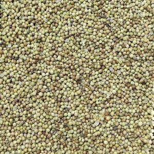 تخم گشنیز 200 گرم نسابیده 
