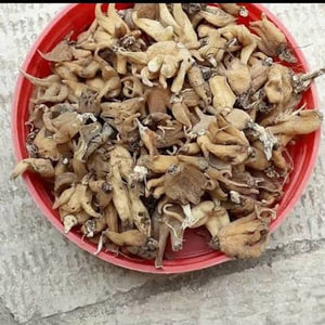 ثعلب پنجه ای 20 گرمی 