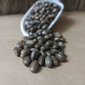 بذر کرچک 100 گرمی 