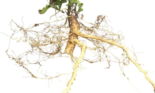 ریشه تاجریزی